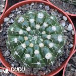 Notocactus uebelmamontanus(Yellow Flower)