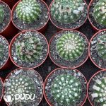 Notocactus uebelmamontanus(Yellow Flower) - Image 2