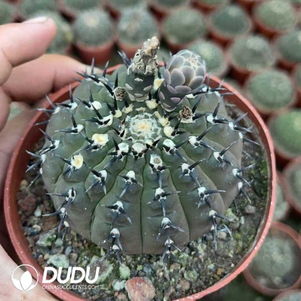 1756130713-1750641001-e201.jpg Gymnocalycium bodenbenderianum f. nigrispina with short spines - Image 1