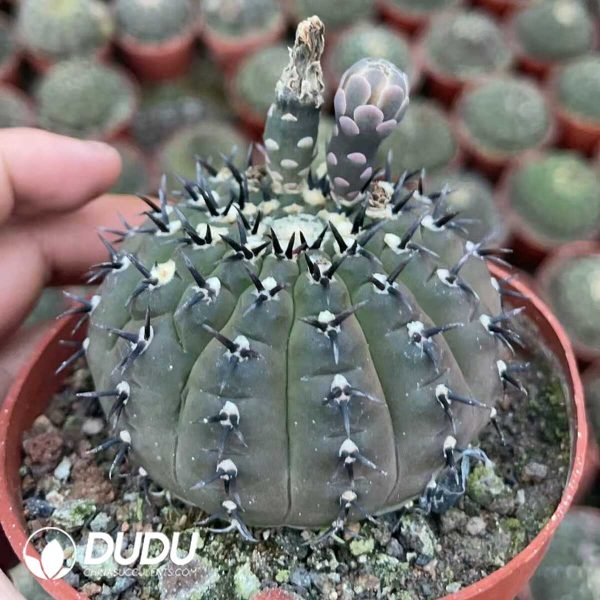 1756130715-1750641007-e202.jpg Gymnocalycium bodenbenderianum f. nigrispina with short spines - Image 2
