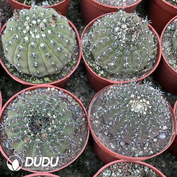 1756130716-1750641012-e203.jpg Gymnocalycium bodenbenderianum f. nigrispina with short spines - Image 3