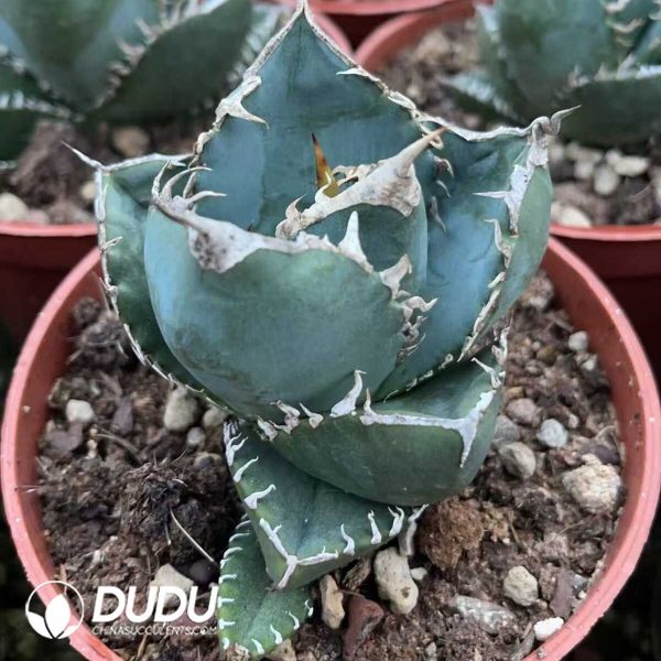 1756130719-1750641021-e202.jpg Agave titanota South Africa Diamond (SAD) - Image 2