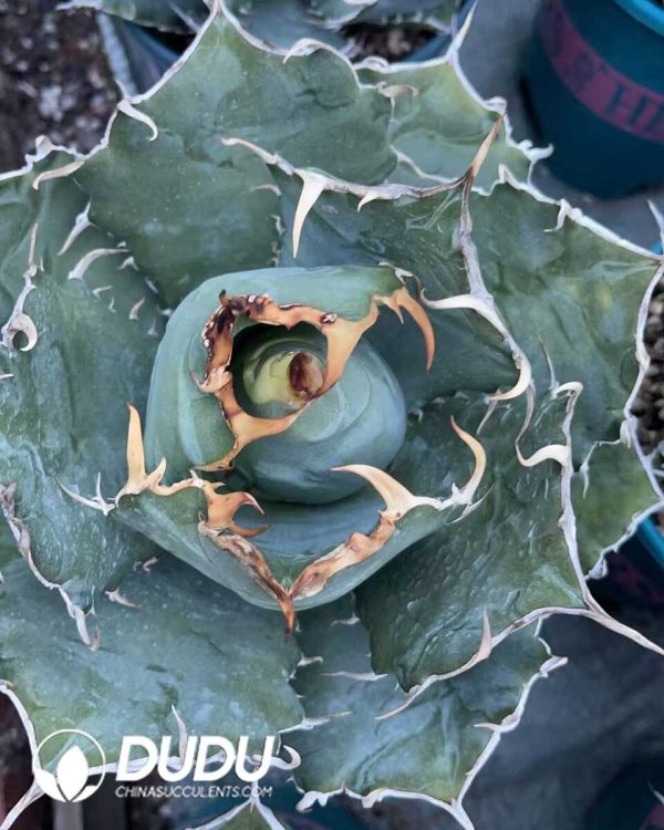 1756130726-1750641042-e201.jpg Agave Titanota White Whale - Image 1