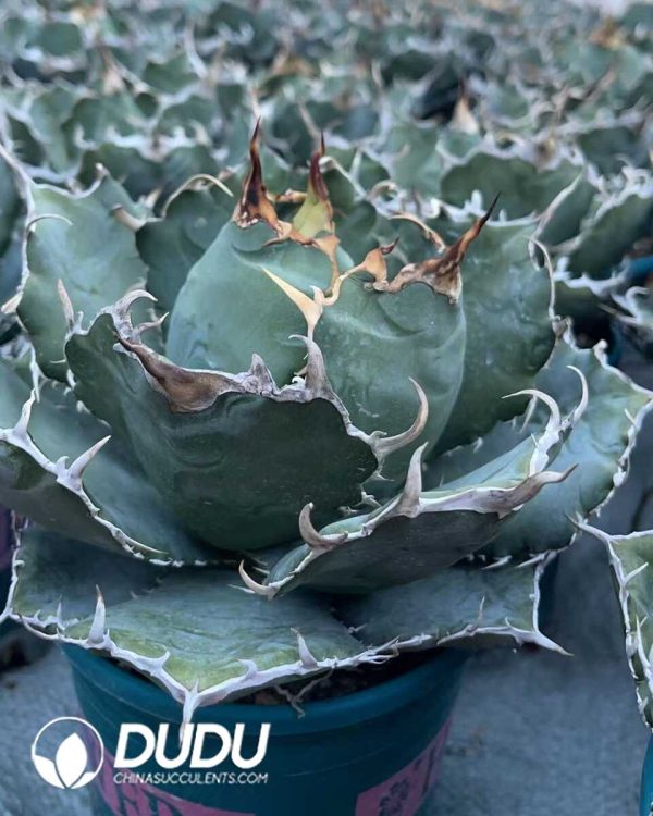 1756130728-1750641046-e202.jpg Agave Titanota White Whale - Image 2