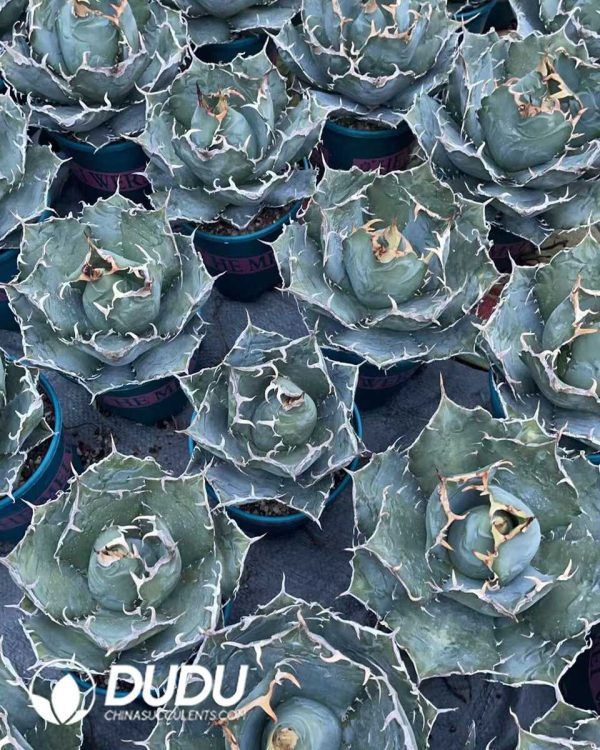 1756130729-1750641051-e203.jpg Agave Titanota White Whale - Image 3