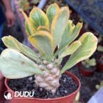 (Rooted Cutting)Euphorbia Poissonii Variegata