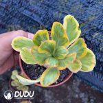(Rooted Cutting)Euphorbia Poissonii Variegata - Image 2