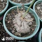 Mexcian Dioscorea elephantipes