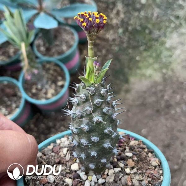 1756130737-1750641079-e201.jpg Euphorbia Pachypodioides - Image 1