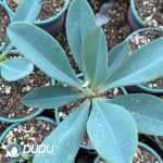 Euphorbia Pachypodioides - Image 2
