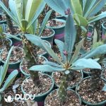Euphorbia Pachypodioides - Image 3