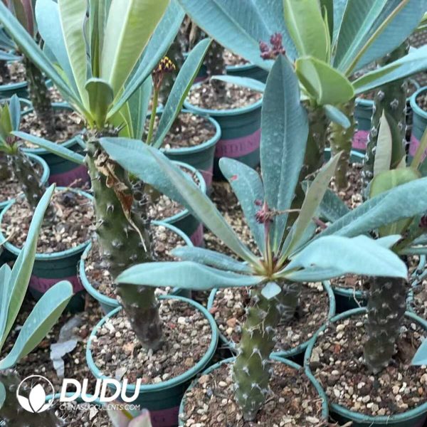 1756130740-1750641084-e203.jpg Euphorbia Pachypodioides - Image 3