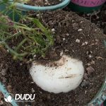 Bowiea volubilis (8cm+)