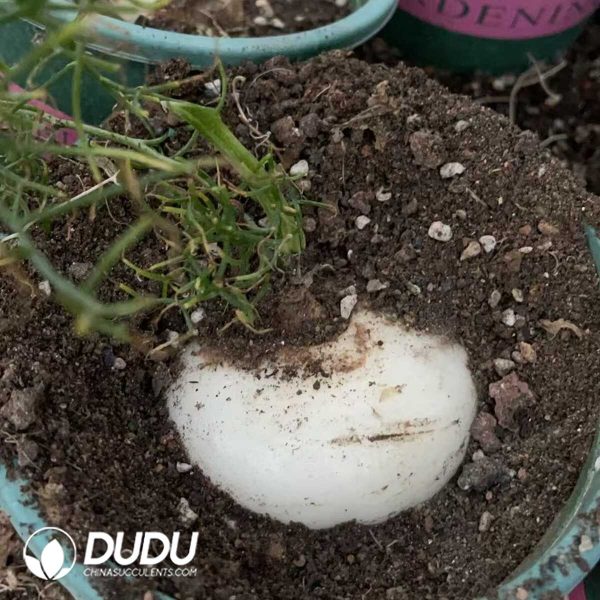 1756130751-1750641116-e201.jpg Bowiea volubilis (8cm+) - Image 1