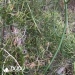 Bowiea volubilis (8cm+) - Image 2