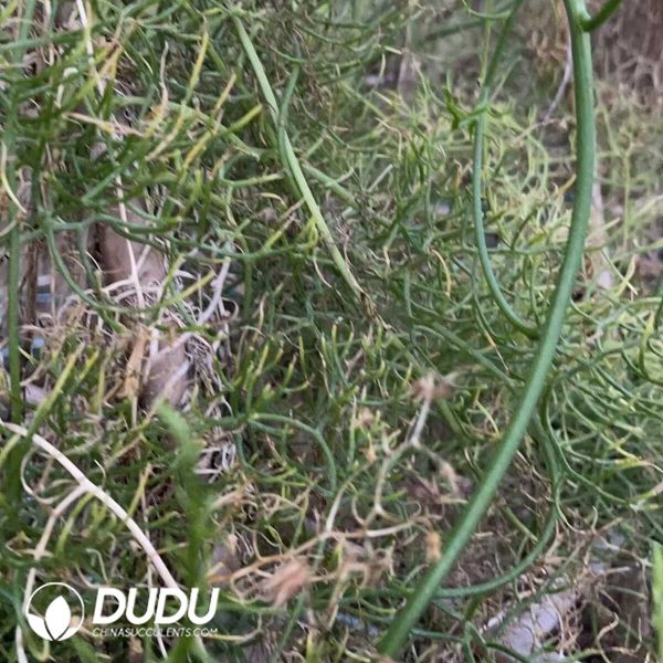 1756130757-1750641134-e202.jpg Bowiea volubilis - Image 2