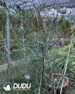(Seed Grown)Bursera paradoxa