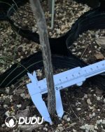 (Seed Grown)Bursera paradoxa - Image 2