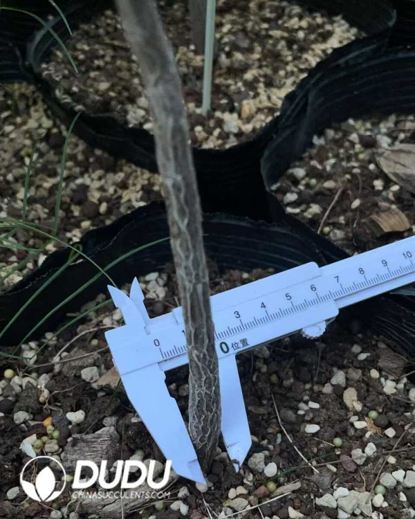 (Seed Grown)Bursera paradoxa - Image 2