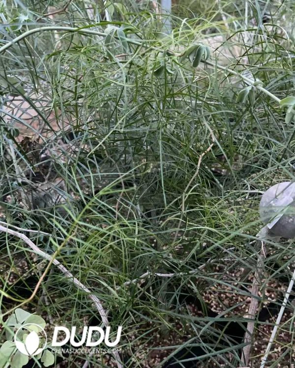 (Seed Grown)Bursera paradoxa - Image 3