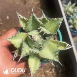 Agave bovicornuta