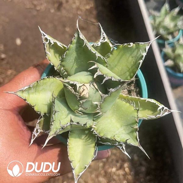 1756130770-1750646083-e-1.jpg Agave bovicornuta - Image 1
