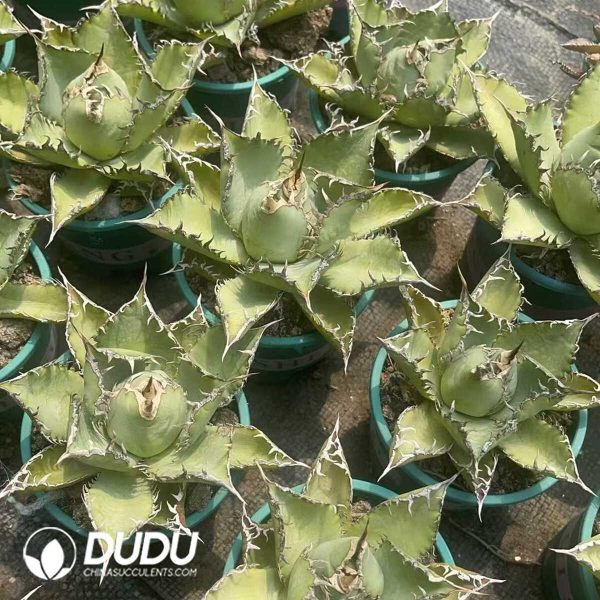 1756130772-1750646091-e-3.jpg Agave bovicornuta - Image 3