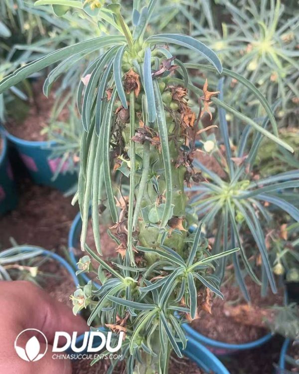 1756130774-1750641193-e201.jpg Euphorbia buruana - Image 1