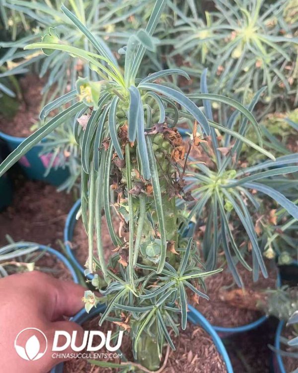 Euphorbia buruana - Image 2