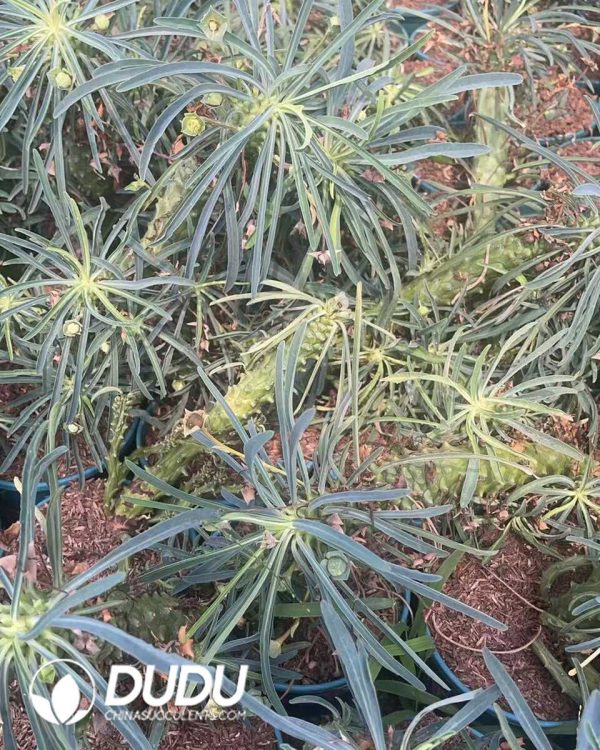 Euphorbia buruana - Image 3