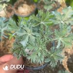 Euphorbia Jin Coral - Image 2