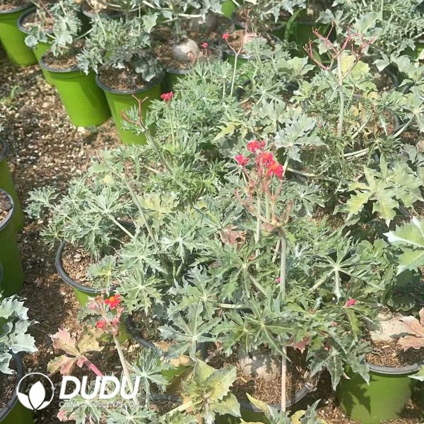 1756130789-1750641238-e203.jpg Euphorbia Jin Coral - Image 3