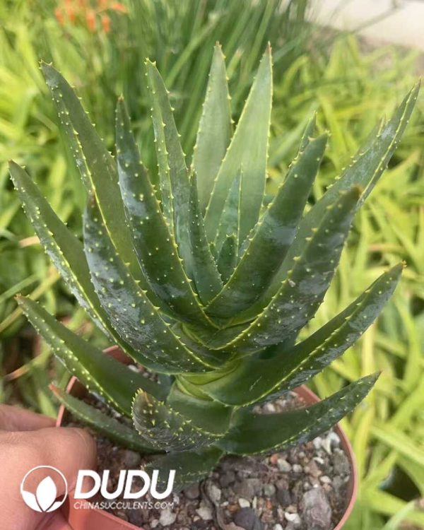 1756130800-1750641272-e201.jpg Aloe Diqi Aloe Vera - Image 1