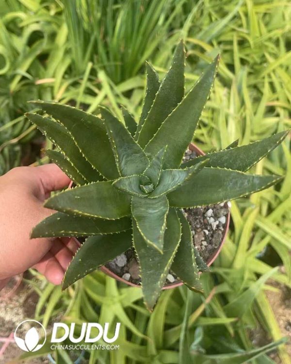1756130802-1750641275-e202.jpg Aloe Diqi Aloe Vera - Image 2