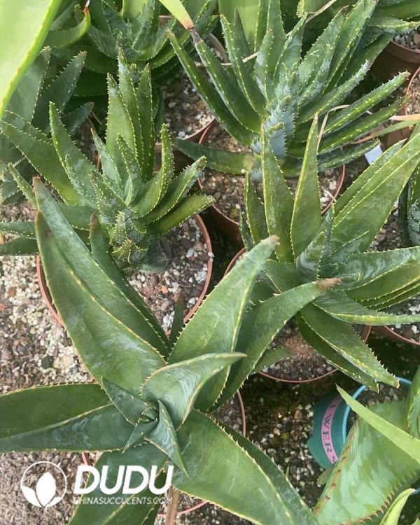 1756130805-1750641277-e203.jpg Aloe Diqi Aloe Vera - Image 3