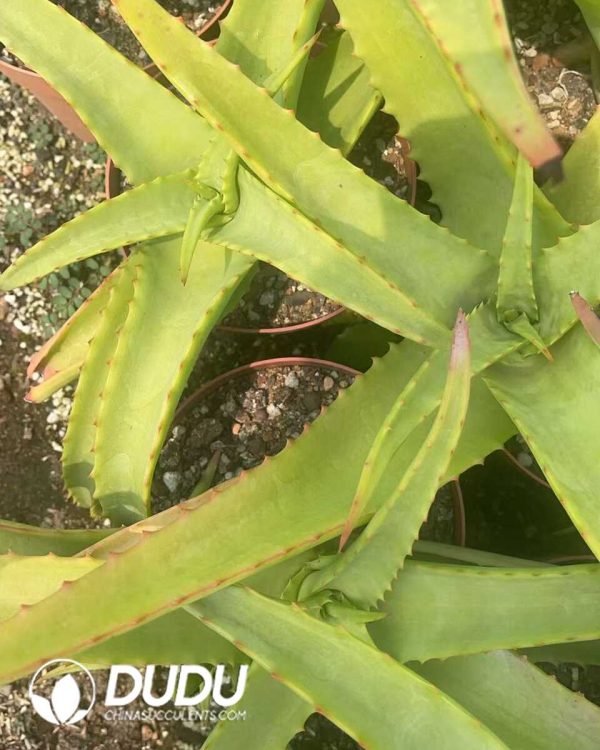 1756130806-1750641280-e201.jpg Aloe vanbalenii - Image 1
