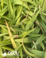 Aloe vanbalenii - Image 2