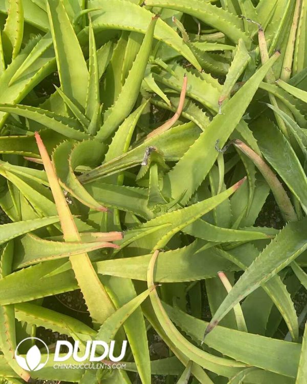 1756130808-1750641286-e202.jpg Aloe vanbalenii - Image 2