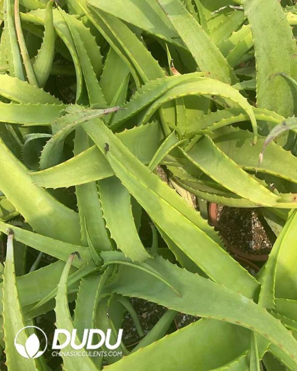 1756130809-1750641291-e203.jpg Aloe vanbalenii - Image 3