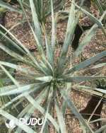 Yucca scarecrow