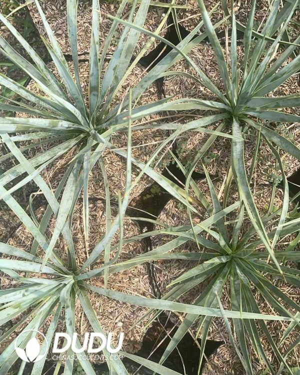 1756130812-1750641307-e202.jpg Yucca scarecrow - Image 2