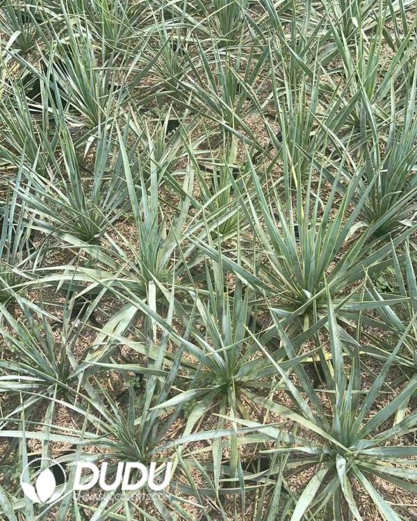 1756130814-1750641312-e203.jpg Yucca scarecrow - Image 3