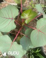 (Seed Grown)Ficus petiolaris