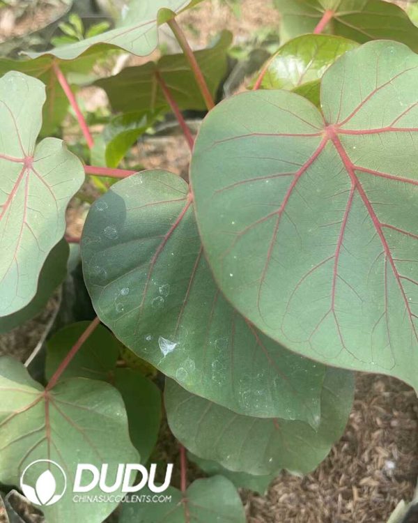 (Seed Grown)Ficus petiolaris - Image 2