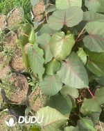 (Seed Grown)Ficus petiolaris - Image 3