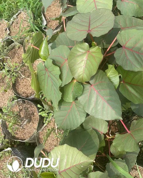 (Seed Grown)Ficus petiolaris - Image 3