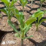 Adenium obesum