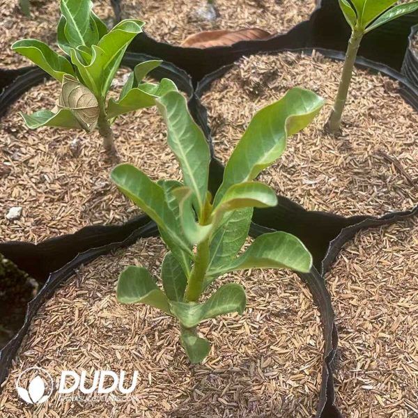 1756130826-1750641345-e202.jpg Adenium obesum - Image 2
