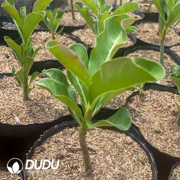 1756130827-1750641349-e203.jpg Adenium obesum - Image 3