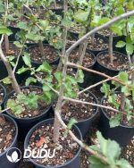 Commiphora-wightii
